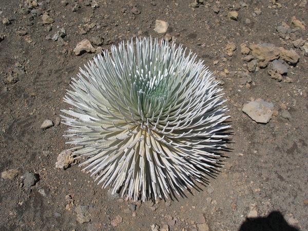 12 54 the prettiest silversword