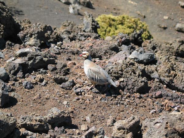 13 25 pretty much the only natives of the crater
