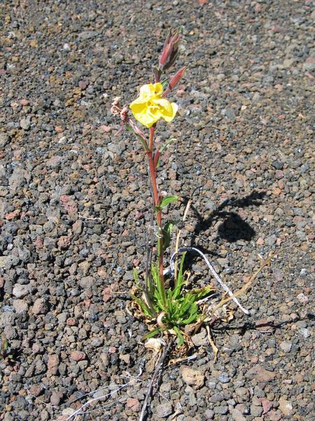 14 27 the only flower in the desert