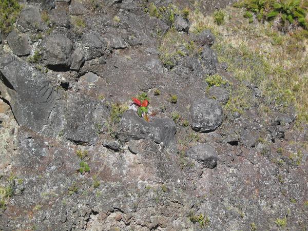 16 24 a red fern clinging to the sheer rock wall