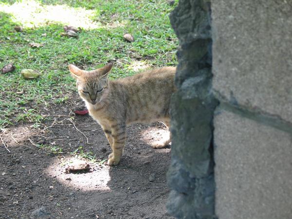 A feral kitten