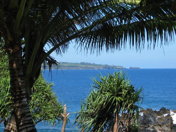A tropical view