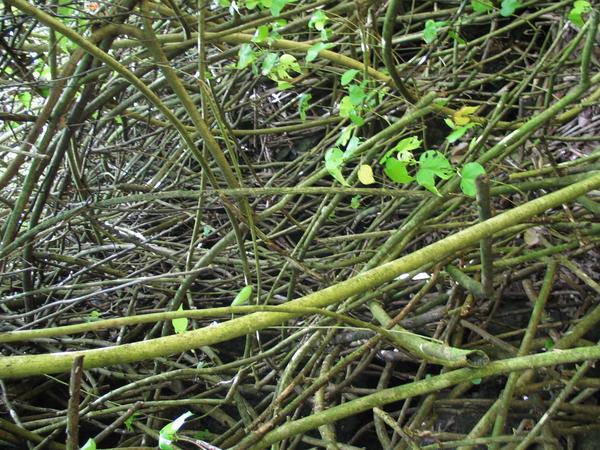 Aerial roots