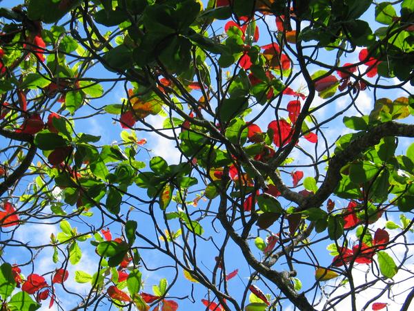 Through the canopy