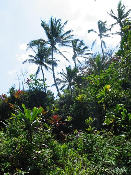 Tropical rainforest at waianapanapa