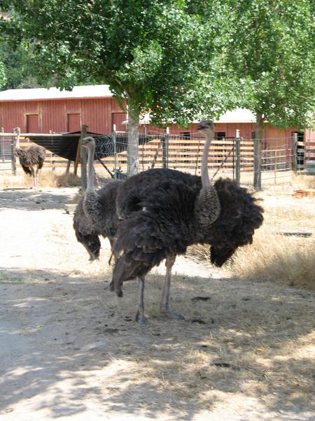 A female ostrich
