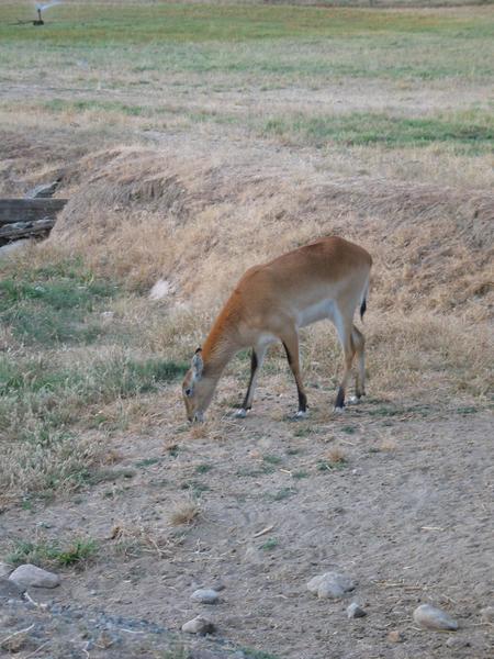 More antelope