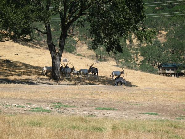 Peaceful antelopes