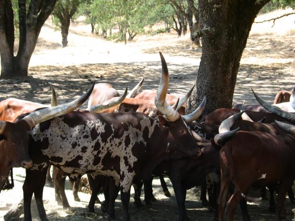 Watussi cows
