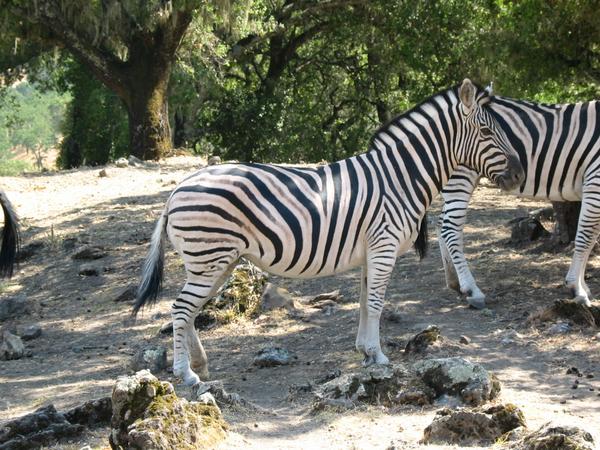 Zebras, two colored
