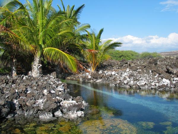 The pool from the kona side