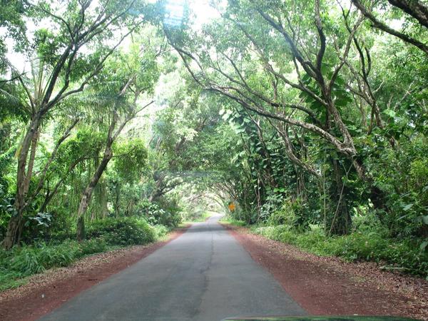 Driving through the kilauea forest