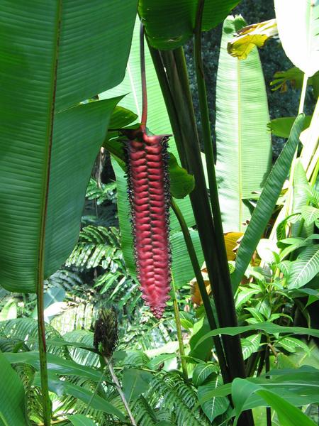 Another mysterious plant
