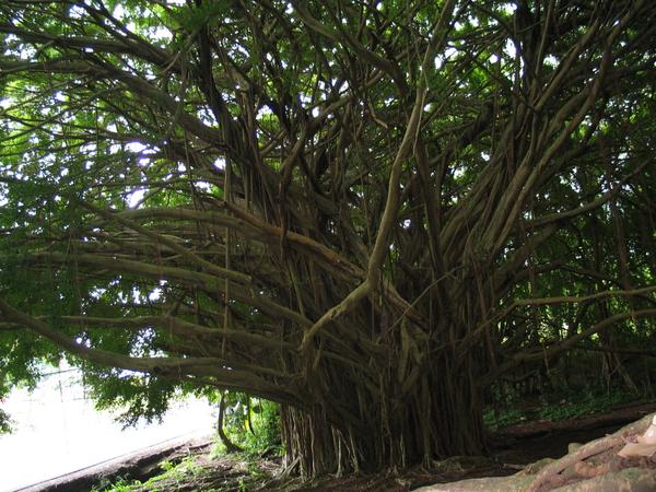 Banyan