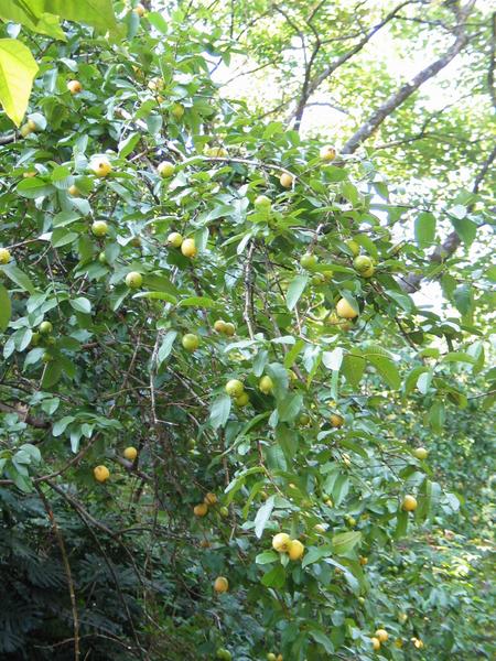 Guava, guava everywhere