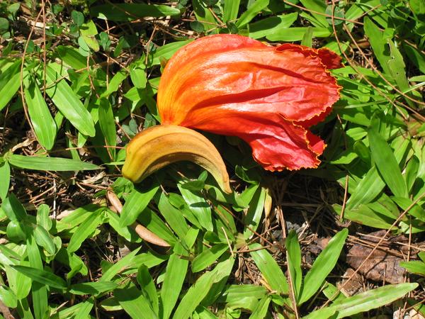 Odd flower