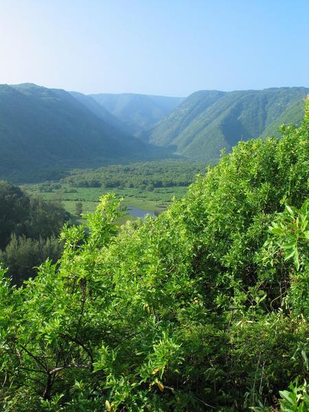 Looking into lush pololu