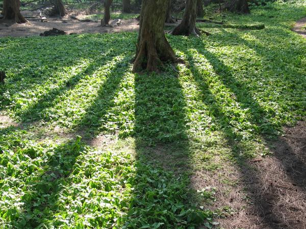 Shadows of the early morning