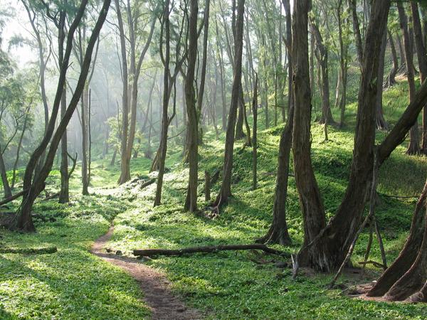 The forest on the black sand dune