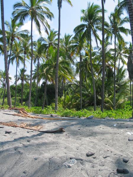 Palms swaying