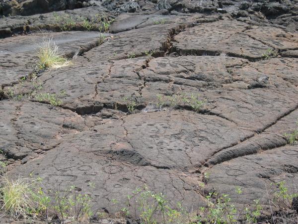 Petroglyph field