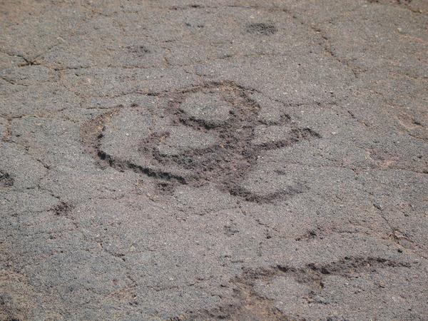 Petroglyph lizard