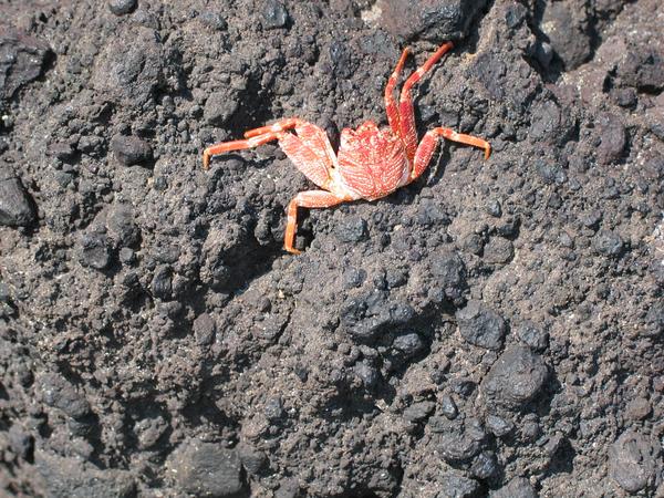 Dead crab resting