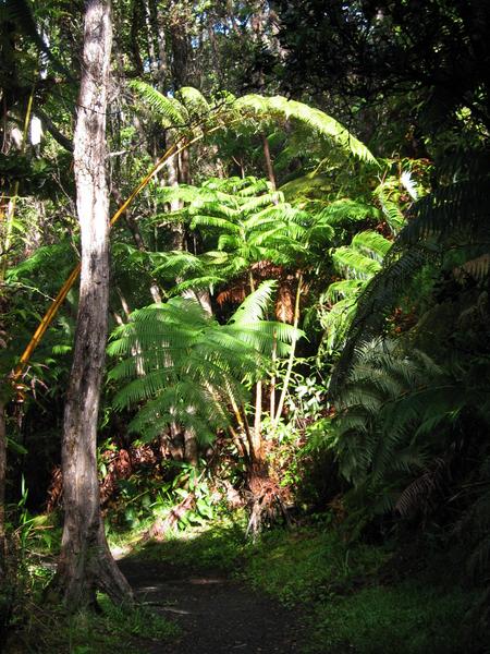 Forest on the trail