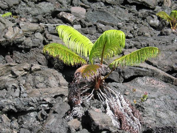 Life pressing against the lava