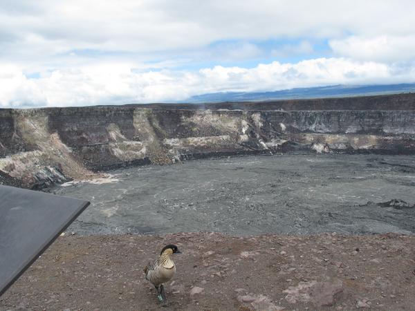 Nene and the chasm