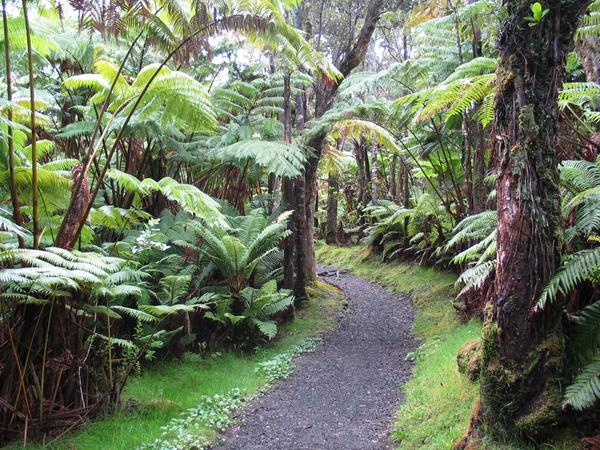 Well manicured path