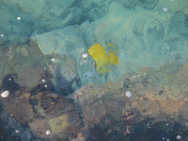 Seeing fish from twenty feet afar