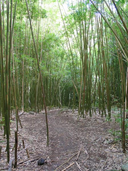 Walking back through the bamboo forest