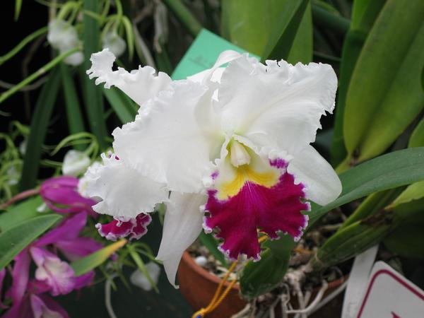 Colorful orchid