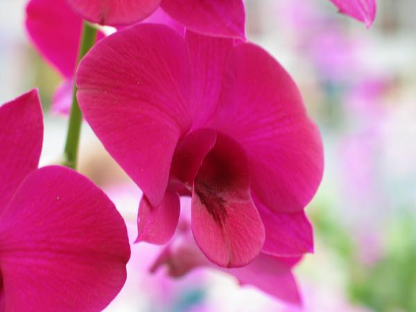 Manual focus of beautiful orchid