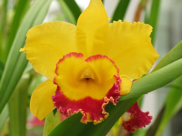 Marvelous orchid