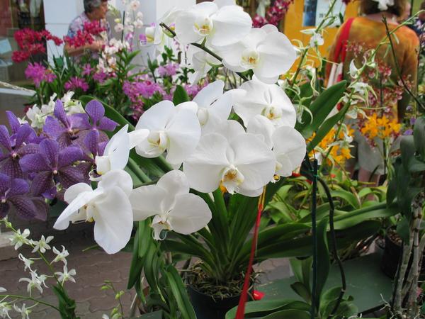 Variety of orchids