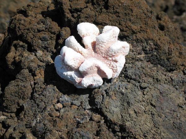 Coral on the lava