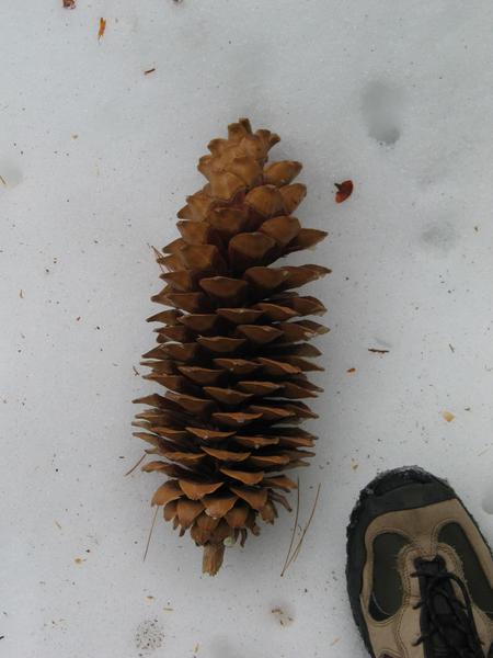 The giant pine cone
