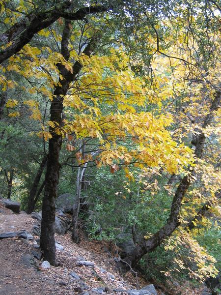 Yellow oak tree