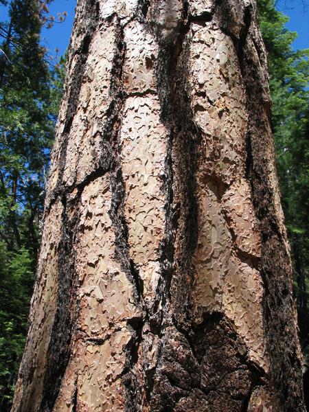 The colorful bark