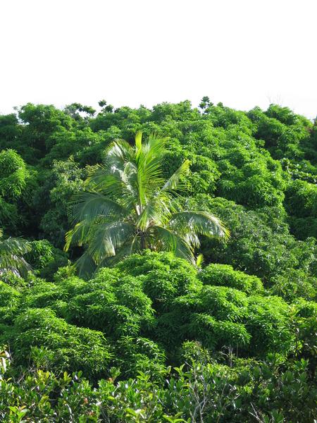 Green as far as the eye can see