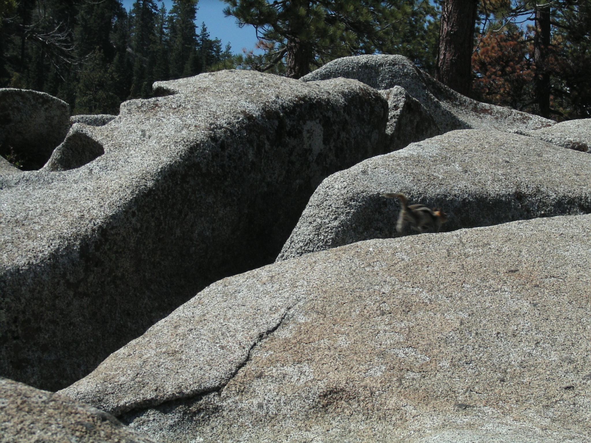 Smooth granite and chipmunk