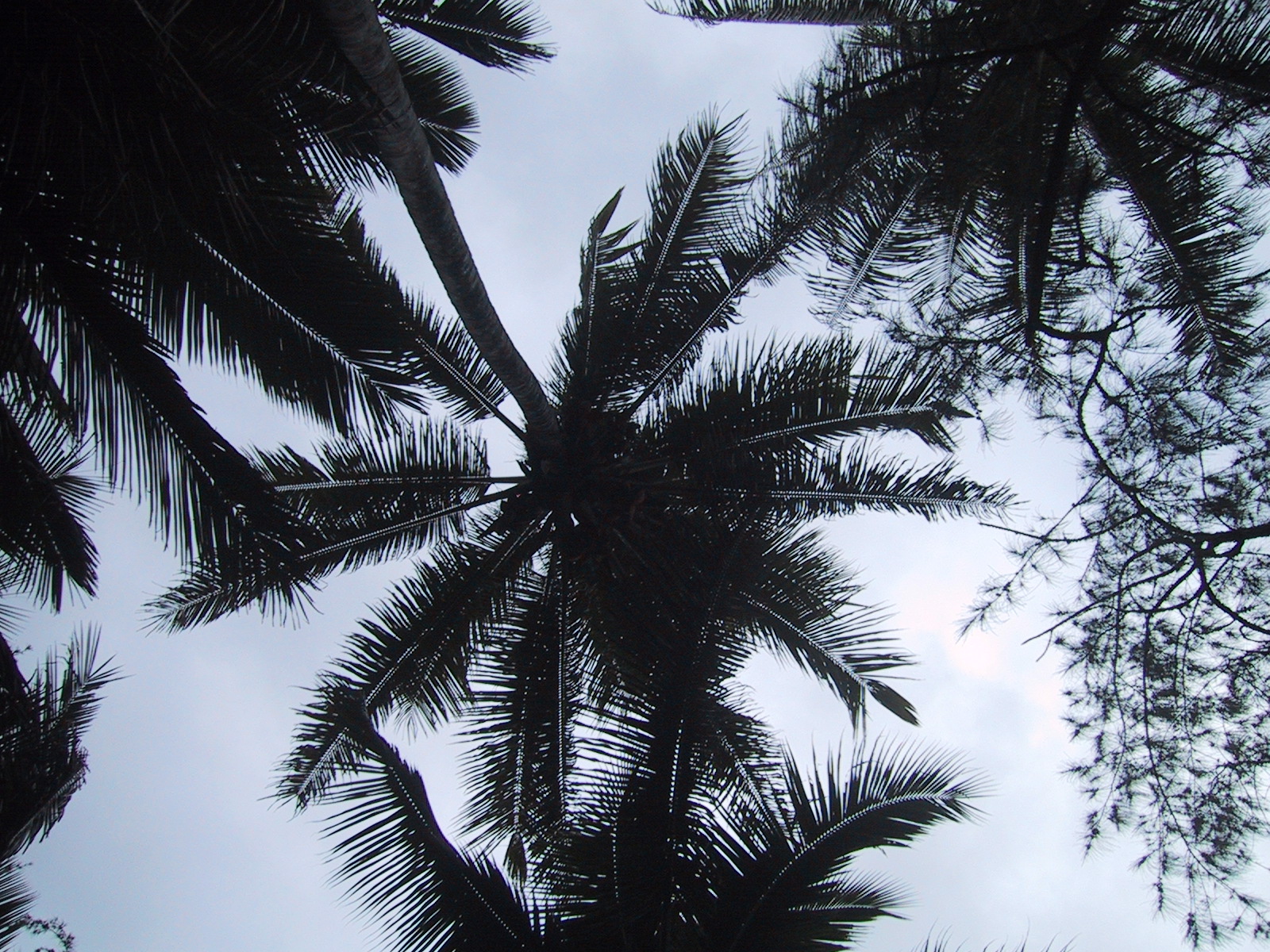 Looking up to the palms