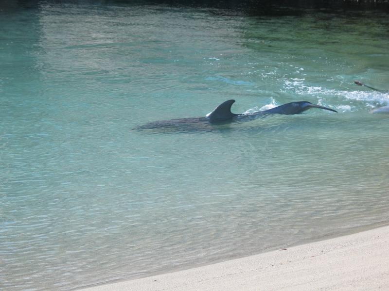 Dolphin at waikoloa