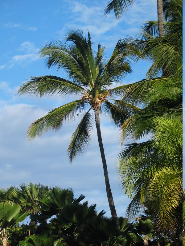 Waikoloa palm
