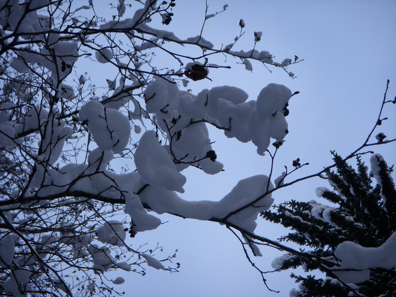 Branch, thick with snow
