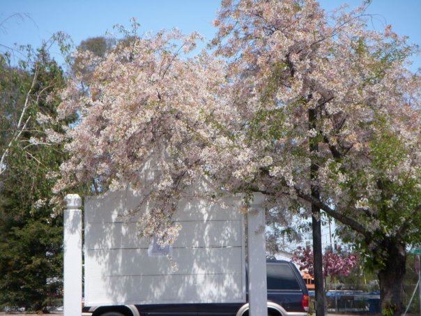 In paso robles spring had sprung 20121216 1441483035