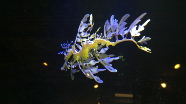 By far the weirdest thing in the aquarium the som 20121216 1206837685