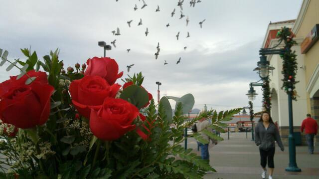 Roses r red bird poop is blue the sky is gray a 20121216 2077446239
